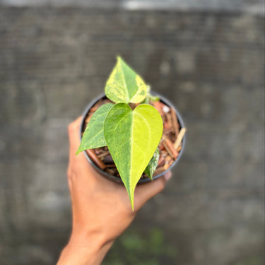 Anthurium Sweet Love Variegated