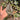 Ps10-08 Michelle Tortoise Grey x King Of Spades