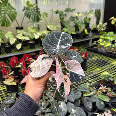Alocasia Black Velvet pink Variegated
