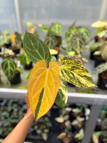 Anthurium Magna Porti x Ferrari Variegated
