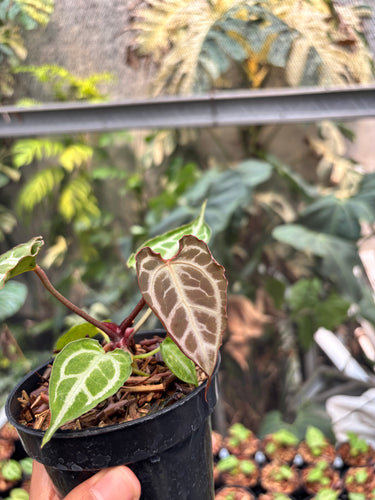 Anthurium King Of Spades x Muchlis