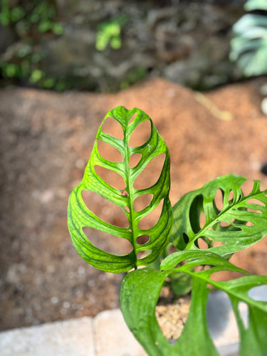 Monstera Esqueleto
