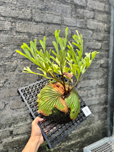 Ps10-45 Platycerium Ridleyi - Big