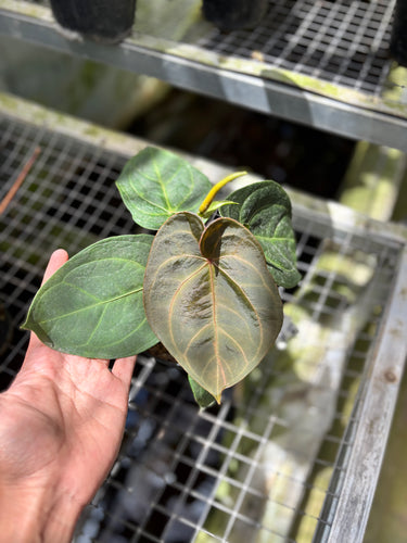 PS0936 Anthurium KOS x RC