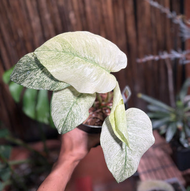 Monstera White Mint