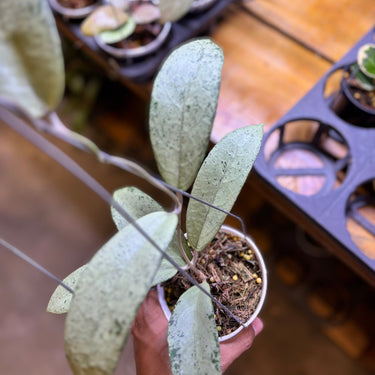 Hoya Emperor Silver