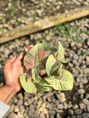 Syngonium Confetti