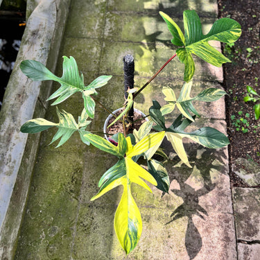 Philodendron Florida Beauty - Mature Size