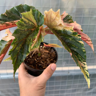Begonia Ginny Galaxy
