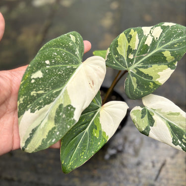 Philodendron Gloriosum Tricolor Variegated