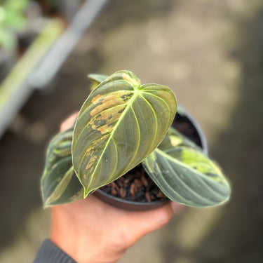 Philodendron Melanochrysum Variegated