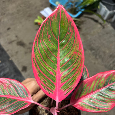 Aglaonema Khanza