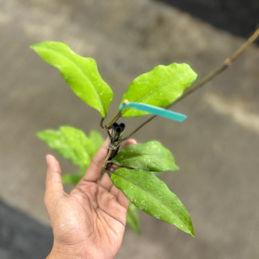 Hoya Sp Aceh Ume Panu Lover Tears