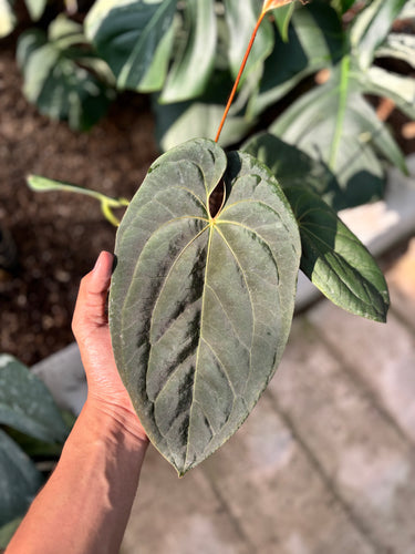 Ps10-19 Anthurium Papillilaminum x Hoffmani - Mature