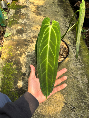 Anthurium Warocqueanum - Mature size - Plantstop.us
