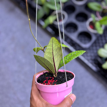 Hoya Tortoise Sp Sumatra
