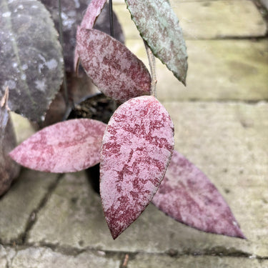 Hoya Caudata Sparkling