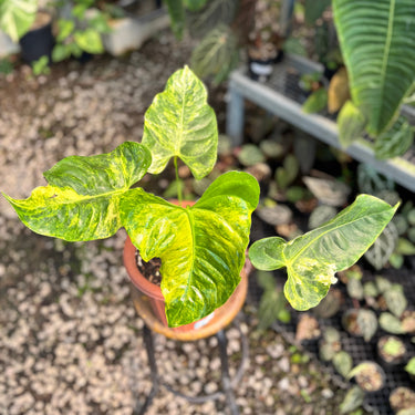 PS10-01 Anthurium Veitchii Variegated