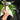 Monstera Variegated Halfmoon