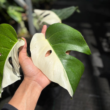 Monstera Variegated Halfmoon