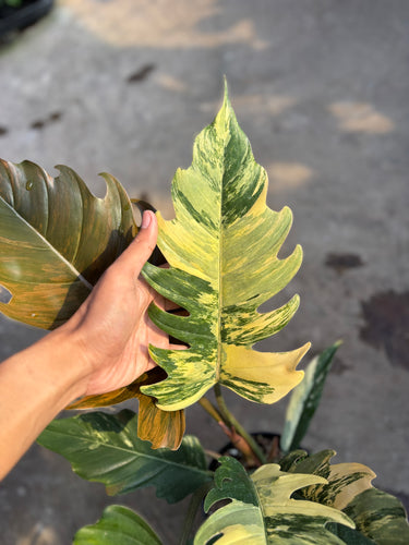 Philodendron caramel marble variegated - Mature