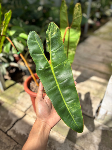 Ps10-57 Philodendron Billietiae Variegated - Extra Mature