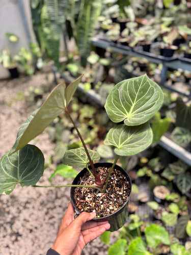 PS0949 Anthurium King Of Spades - Medium