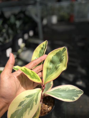 Peperomia Clusiifolia Variegated