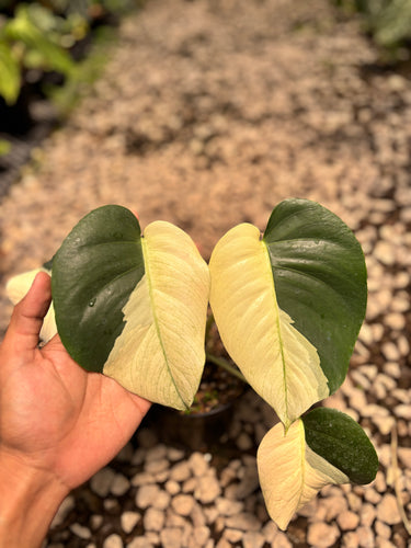 PS0944 Monstera Jungle Mint Halfmoon
