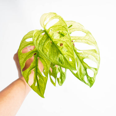 Monstera Adansonii Mint Variegated