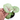 Syngonium allusion mango