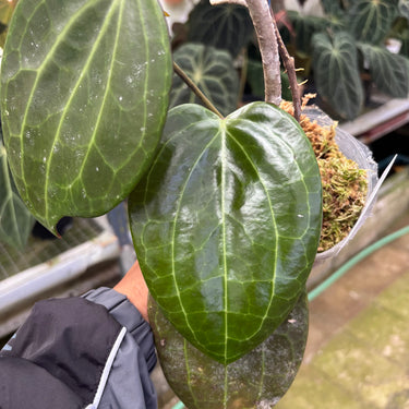 PS0904 Hoya Macrophylla