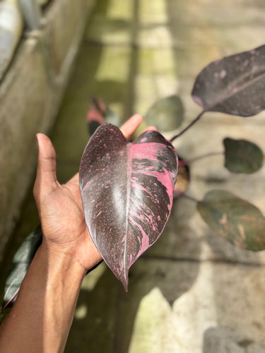 PS0930 Philodendron Pink Princess Black Cherry