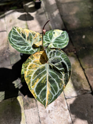 Anthurium Silver Chrome x Red Tiger Variegated