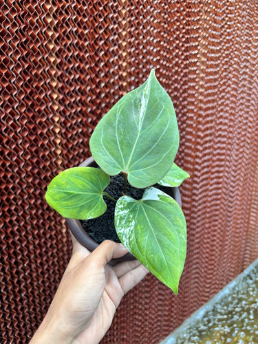 Anthurium KOS White Variegated
