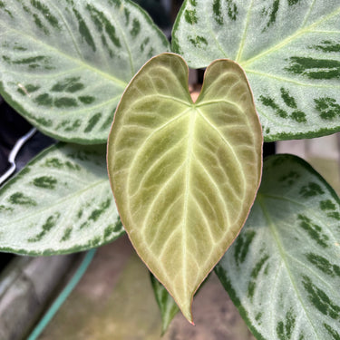 PS0911 Anthurium Silver Chrome