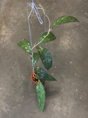 Hoya Clemensiorum X Sp Aceh