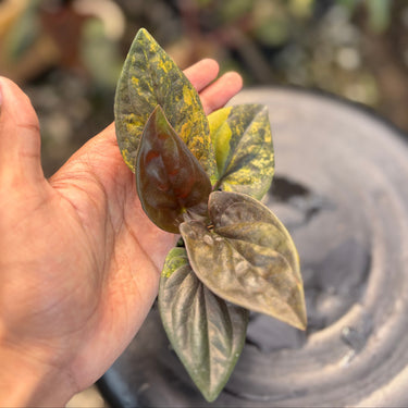 Syngonium Erythrophyllum Red Arrow
