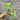 Ps10-14 Anthurium Pterodactyl Aurea Variegated - Mature
