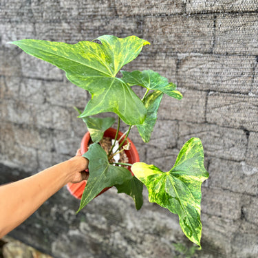 Ps10-14 Anthurium Pterodactyl Aurea Variegated - Mature