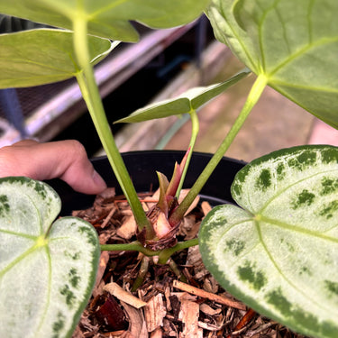 PS0908 Anthurium Silver Chrome