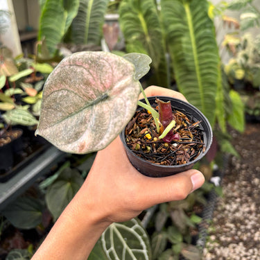 Alocasia Cuprea Variegated Mint