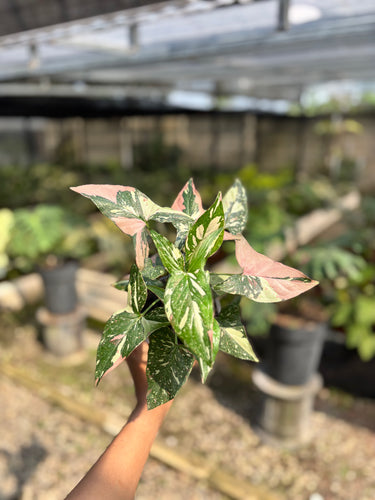 Syngonium Red Spot Tricolor