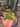 Anthurium Clarinervium Variegated