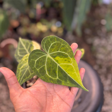 Anthurium Clarinervium Variegated