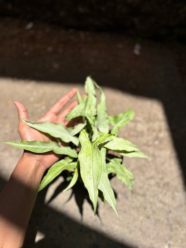 Syngonium White Narrow