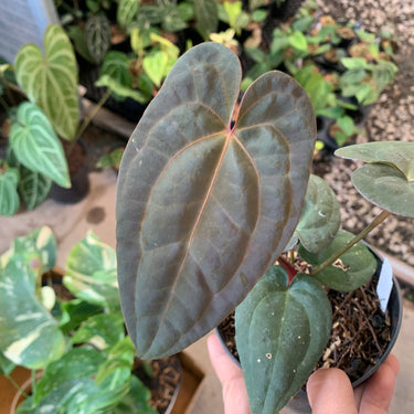 Anthurium RVDP x Black Muscle