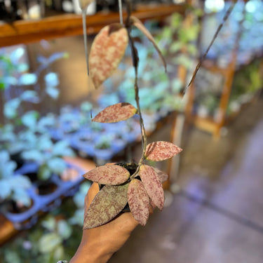 Hoya Caudata Sparkling