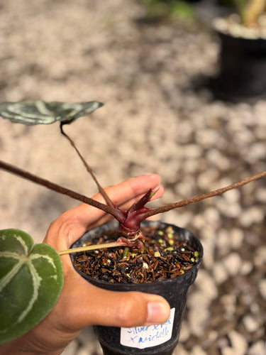 PS0939 Anthurium Silver x KOS x Michelle