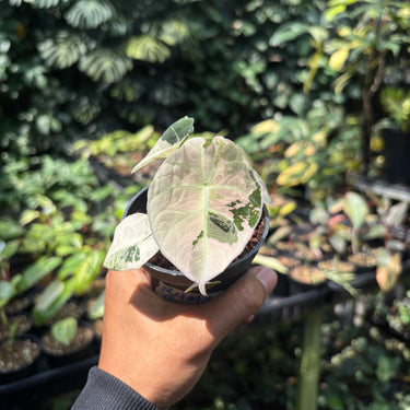 Alocasia Black Velvet pink Variegated (M)